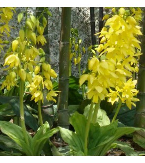 Calanthe sieboldii