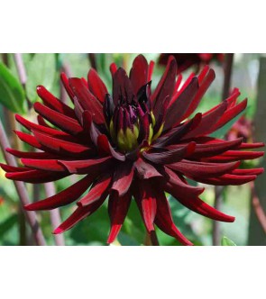 Dalia cactus Chat Noir