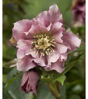 Helleboro doppio Ellen Rosa