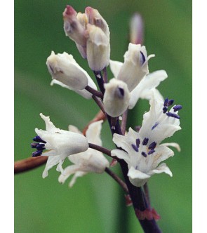 Bellevalia Romana