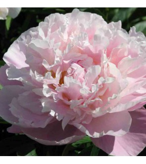 Peonia Catharina Fontijn