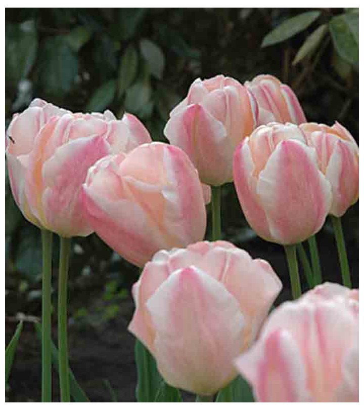 Fiori Da Giardino A Stelo Lungo