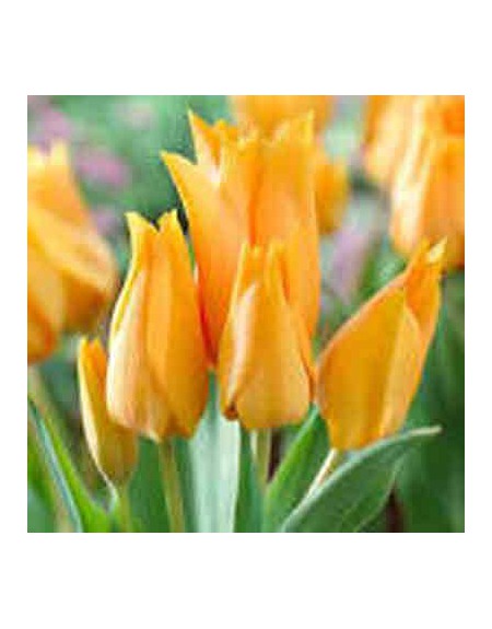 Tulipani Praestans Zwannenburg – 25 Bulbi Autunnali – Fiore Doppio Precoce Rosso – Altezza 20 Cm