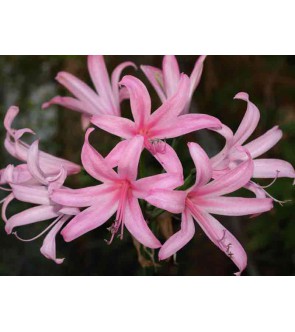 Amarine Smilla
