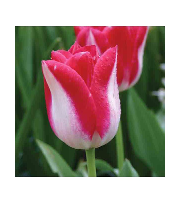 Fiori Da Giardino A Stelo Lungo