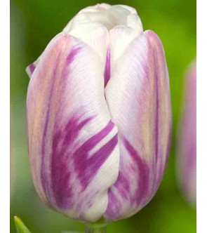 Tulipano stelo lungo...