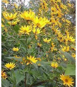 Helianthus ( topinambur )...