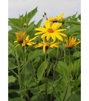 Helianthus ( topinambur )...