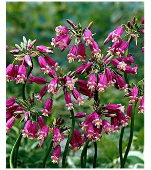 Dichelostemma Pink Diamond