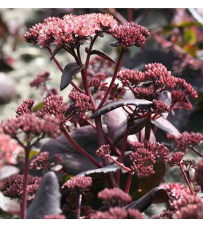 Sedum Purple Emperor