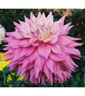 Dalia decorativa Sir Alf...
