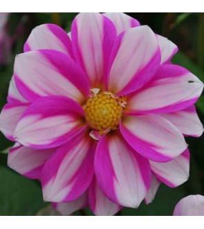 Dalia decorativa Priceless...