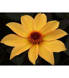 Dalia a foglia rossa Bishop...