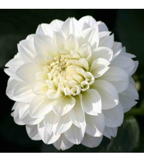 Dalia border nana Jewel White