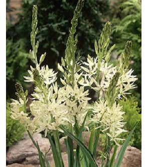 Camassia Leichtlinii Alba