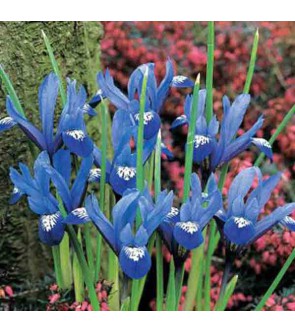 Iris reticulata Blue Hill