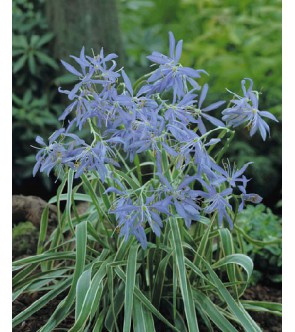 Camassia quamash