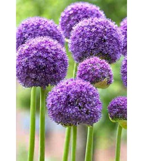 Allium altissimum Goliath...