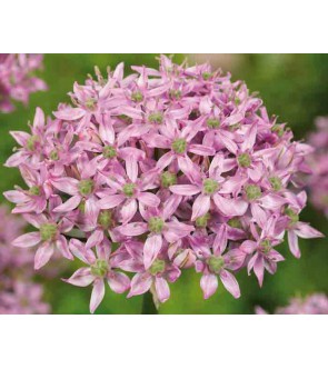 Allium nigrum Pink Jewel...
