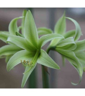 Amaryllis cybister...