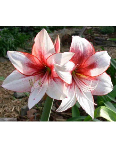 Amazon Amaryllis Bulbi Bulbi Amaryllis Flowers Outdoor Garden Decor Mix Di Fiori Piante Da Giardino Resistenti Piante In Vaso Bulbo Di Amarilli Bulbi Di Fiori Perenni Resistenti 4 Tubero Di Amarillide
