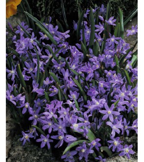 Chionodoxa sardensis