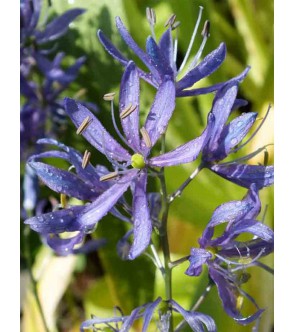 Camassia quamash Orion