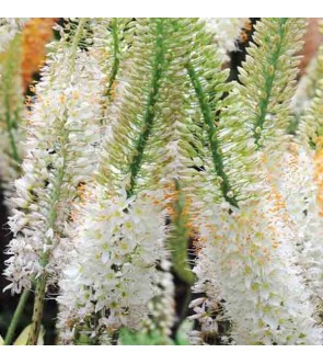 Eremurus Line Dance