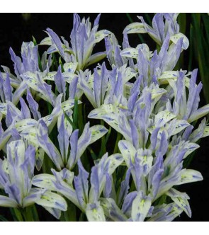 Iris reticulata Painted Lady