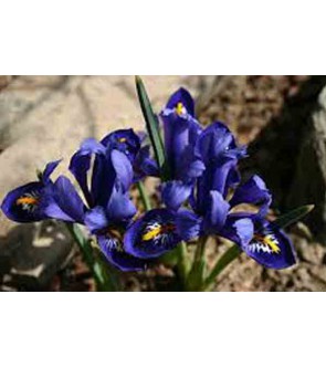 Iris reticulata Rhapsody