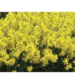Narciso triandrus Sunlight...