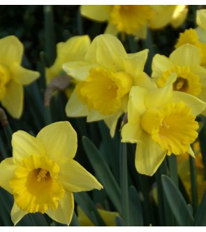 Narciso a tromba Rijnveld...