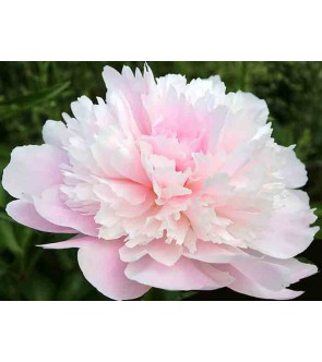 Peonia Alertie