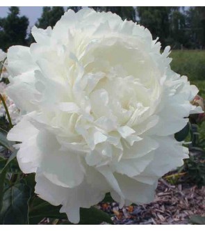 Peonia Ann Cousins