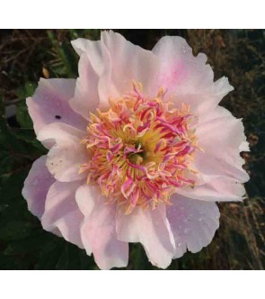Peonia Do Tell