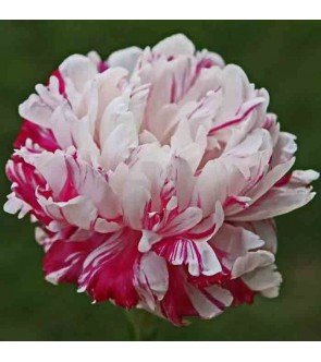 Peonia Candy Stripe