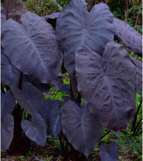 Colocasia esculenta Black...