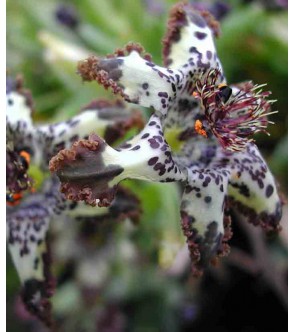 Ferraria crispa