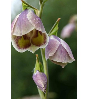 Gladiolus papilio