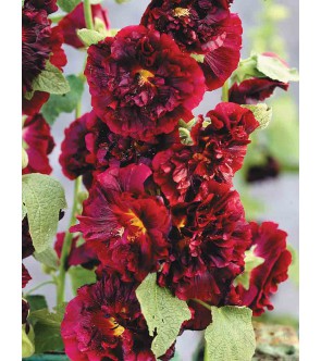 Alcea doppia Spring...