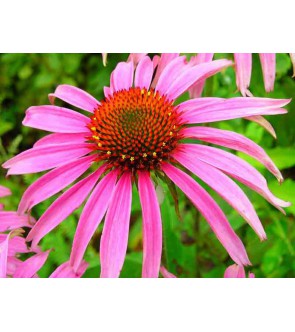 Echinacea purpurea