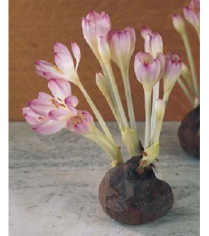 Colchicum The Giant