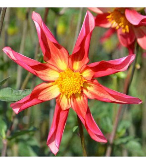 Dalia  Honka Surprise