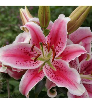 Lilium orientale Star Gazer