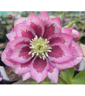 Helleboro doppio Rosa