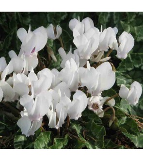 Ciclamino neapoletanum (...