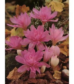 Colchicum Waterlily