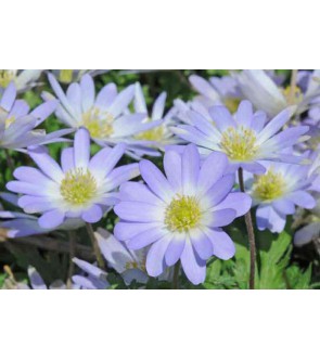 Anemone blanda Blue Splendour