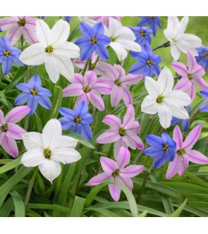 Ipheion Miscuglio