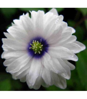 Anemone nemorosa Blue Eyes